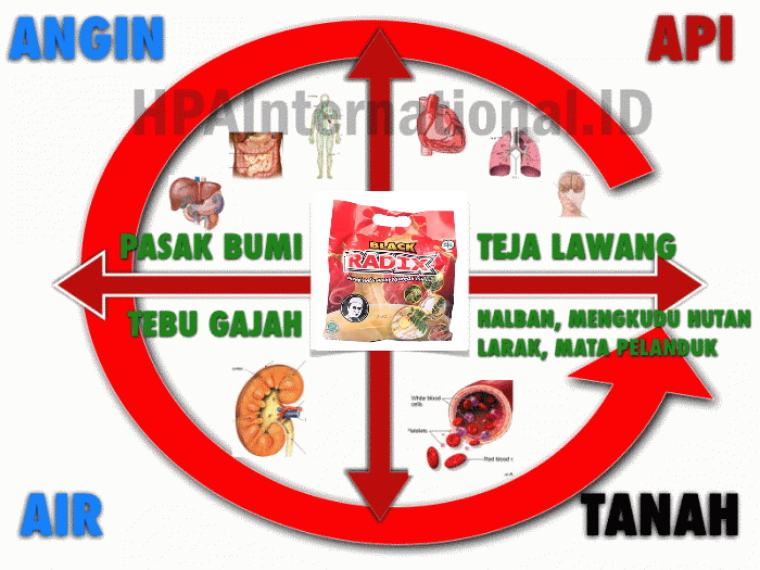 Kopi RADIX dan Teori Ibnu Sina