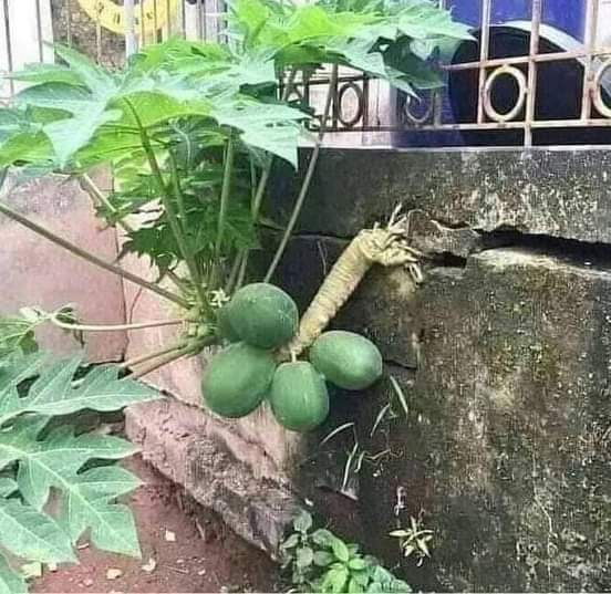 Kekuatan Allah lah yang menentukan …